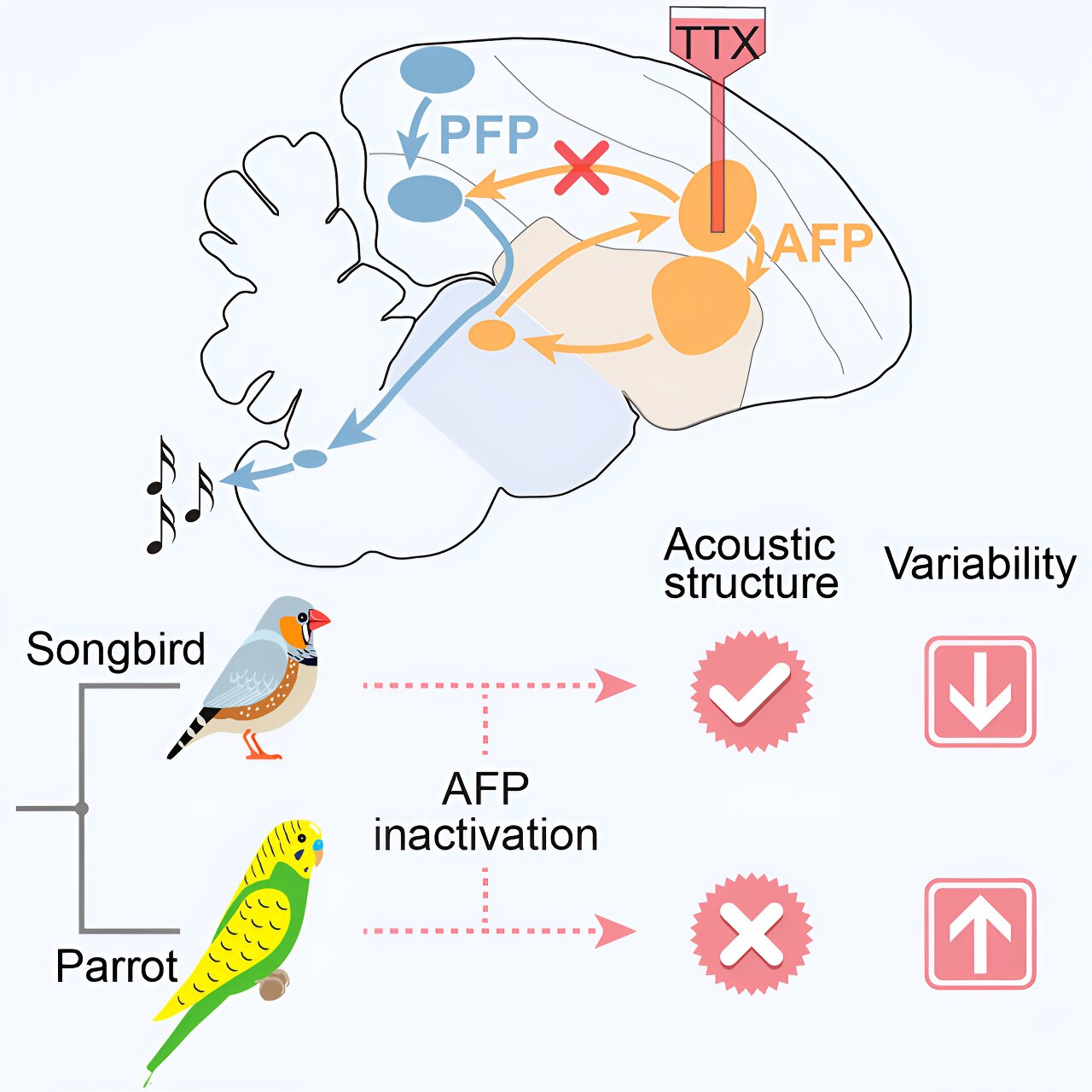 研究显示,鹦鹉和鸣禽进化出了独特的大脑机制