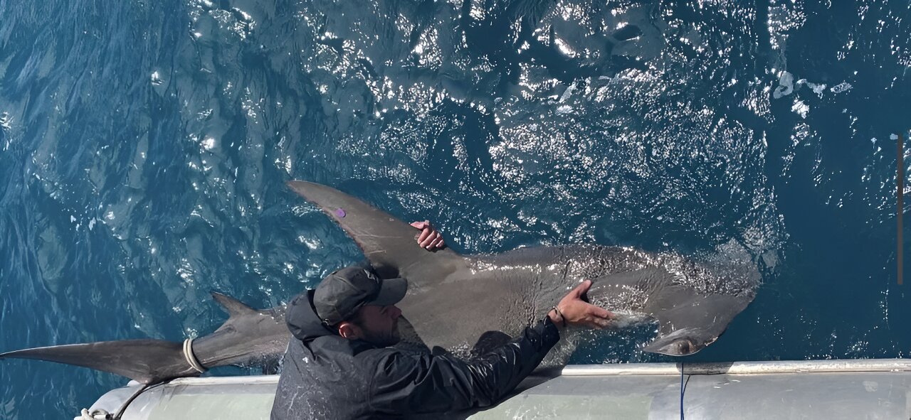 黄貂鱼的饮食让大锤头鲨靠近海岸