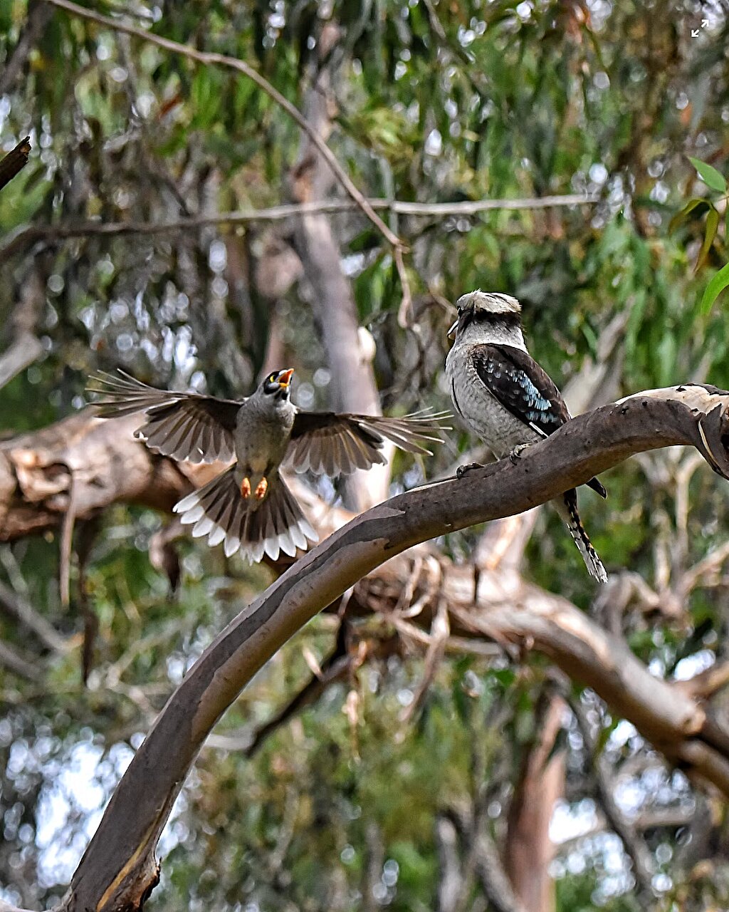 研究表明吵闹的矿工鸟正在欺负来自城市地区的森林鸟