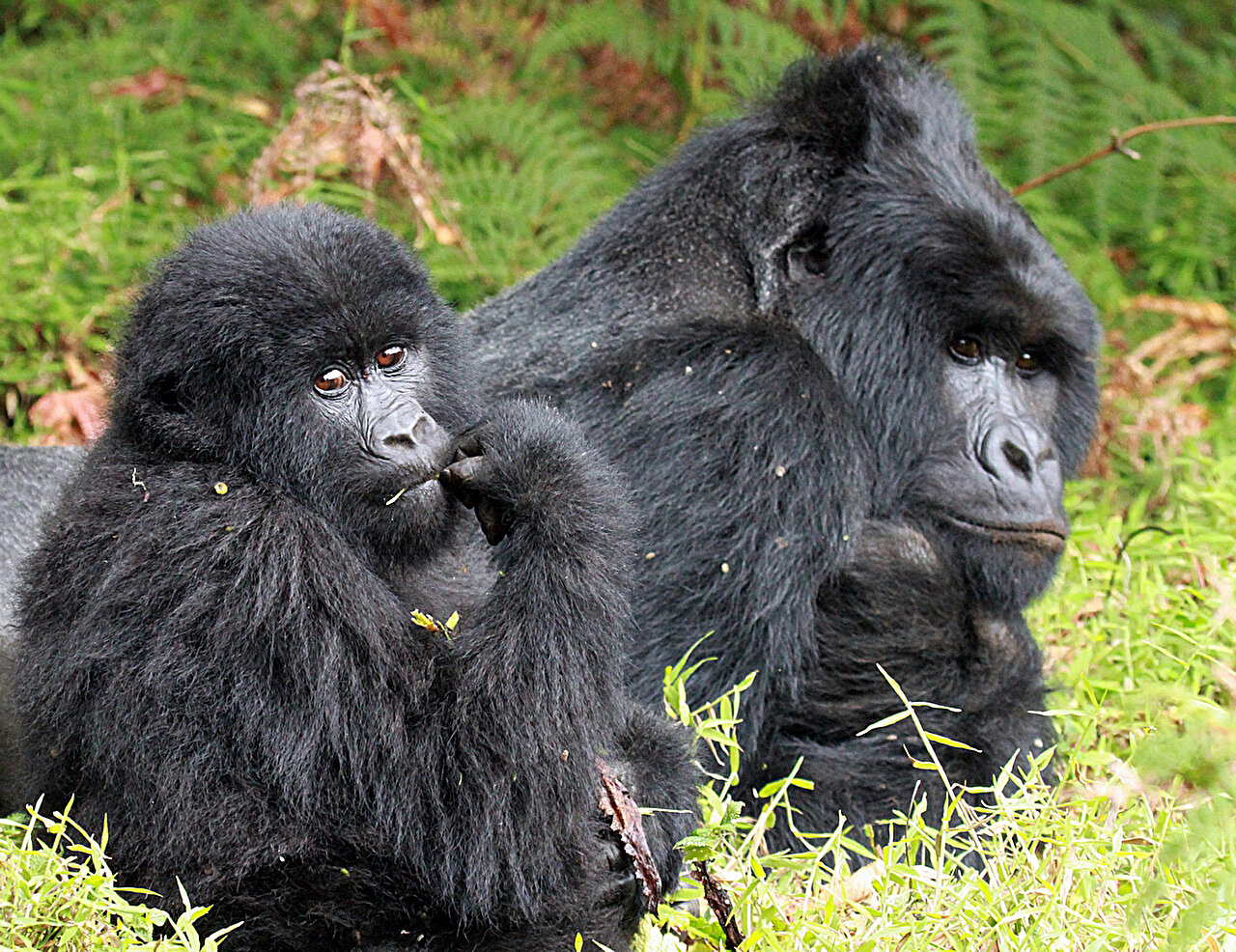 研究发现是人类而不是气候导致了巨型哺乳动物的衰落