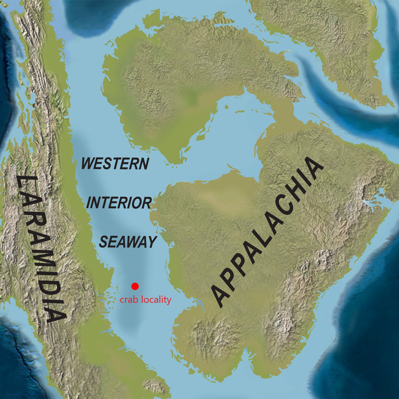 古生物学家在螃蟹化石中发现罕见的软组织