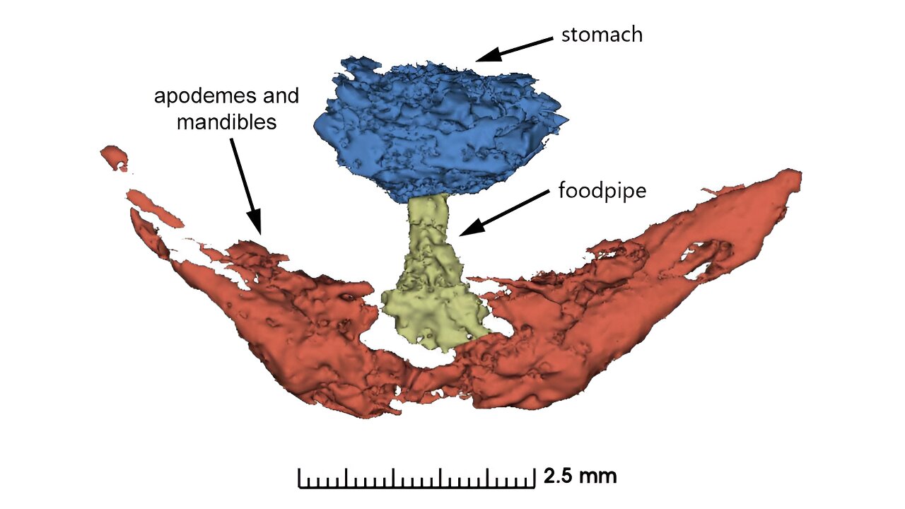 古生物学家在螃蟹化石中发现罕见的软组织