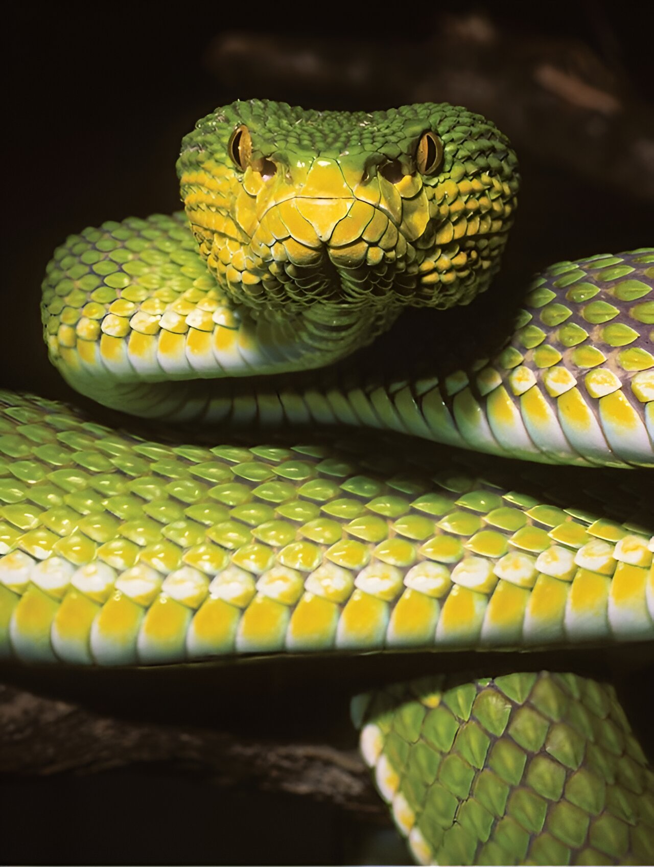 同与异:缅甸蝮蛇一新种