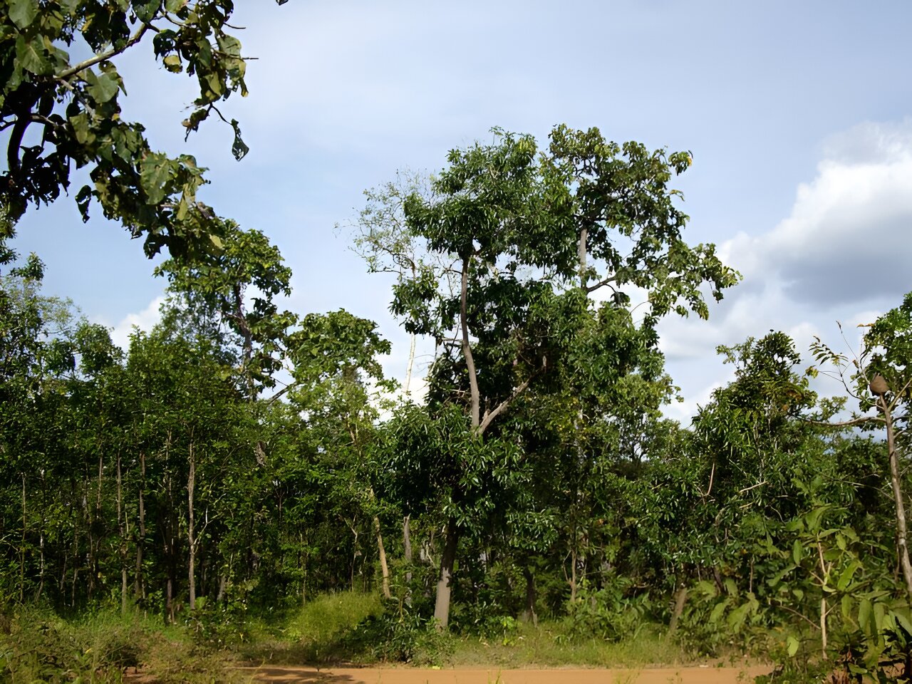 新研究表明,保持亚洲森林多样性以避免气候变化的影响