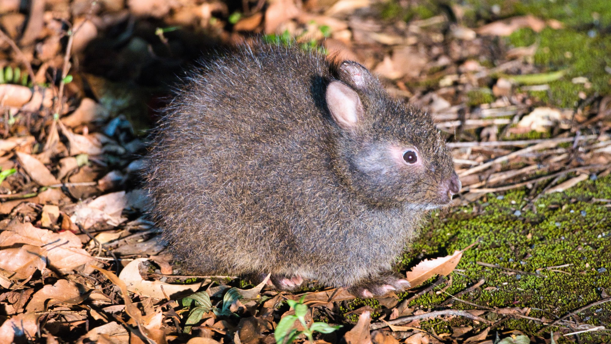 �ʯ��12���������ڿ������ͼ�������ǰһ��