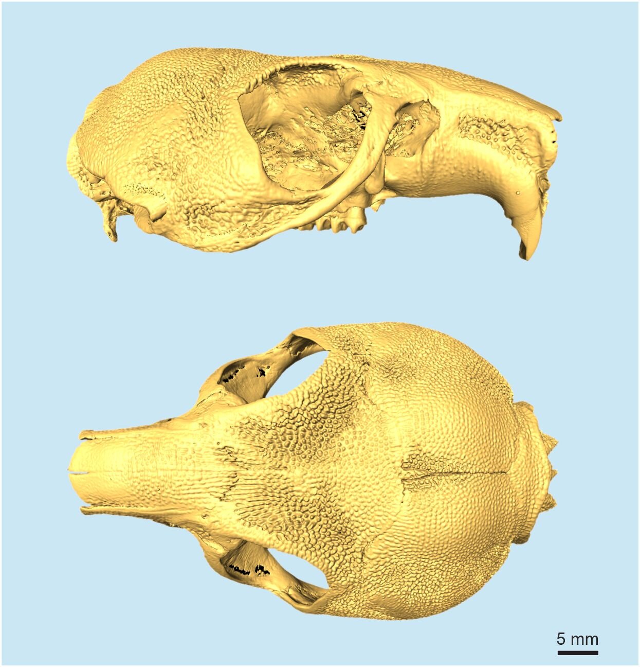 鸟类化石:颈椎表面显示出明显的结节,可能是“内部骨甲”