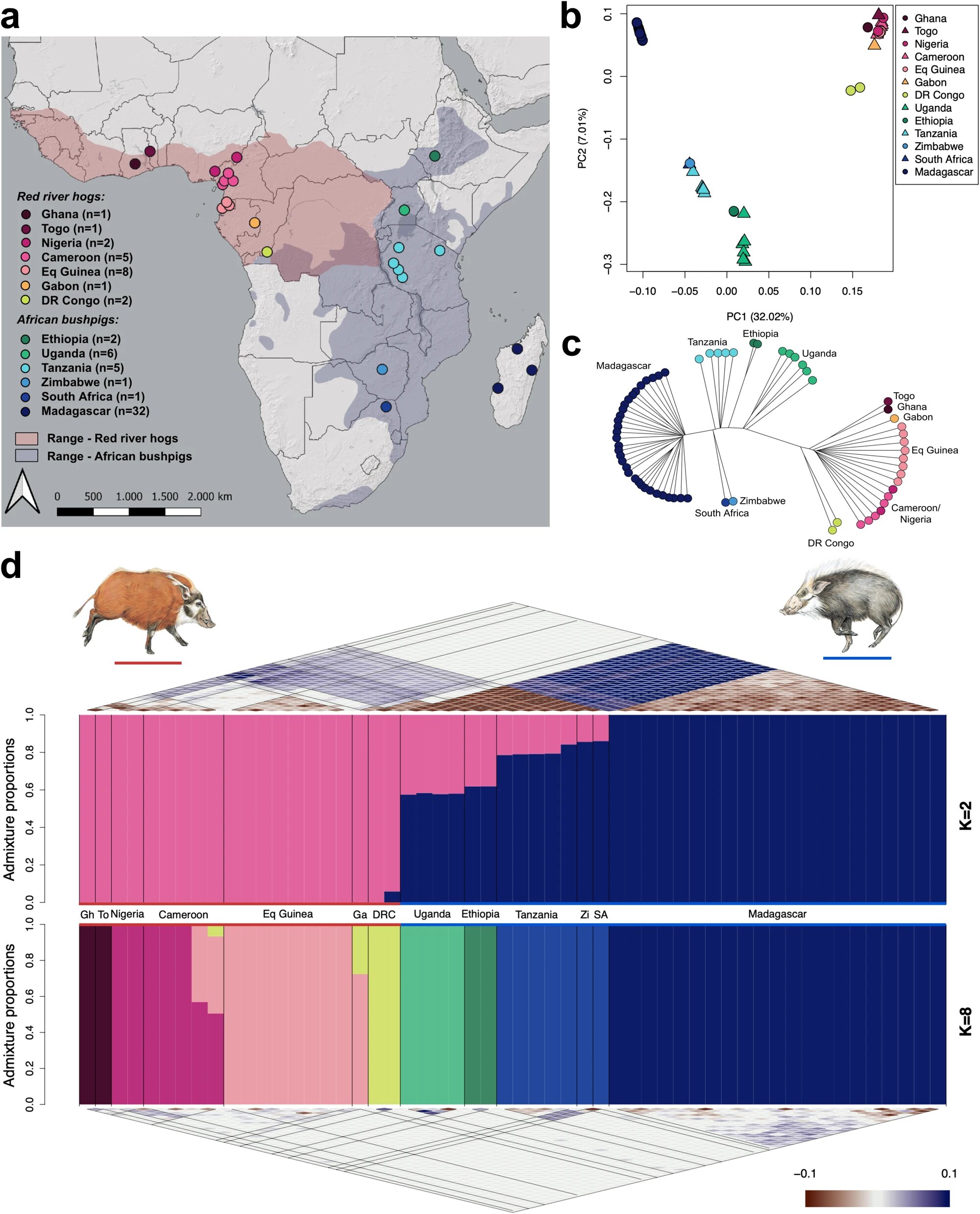 丛林猪是如何穿越海峡的?基因组学解决非洲哺乳动物生物地理学的一大难题