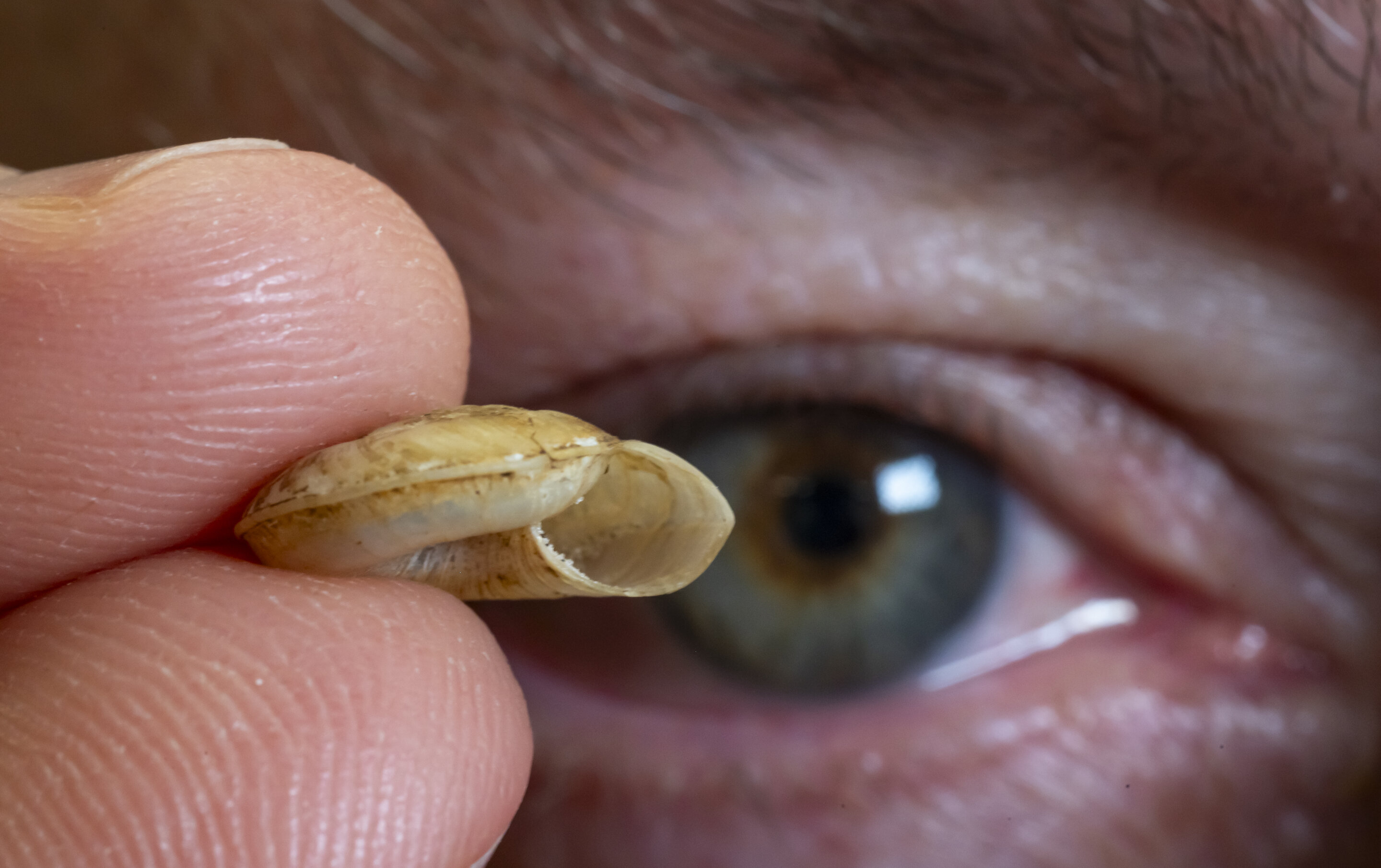 巴布亚新几内亚发现九种新的蜗牛物种,这是一个生物多样性处于危险中的热点地区