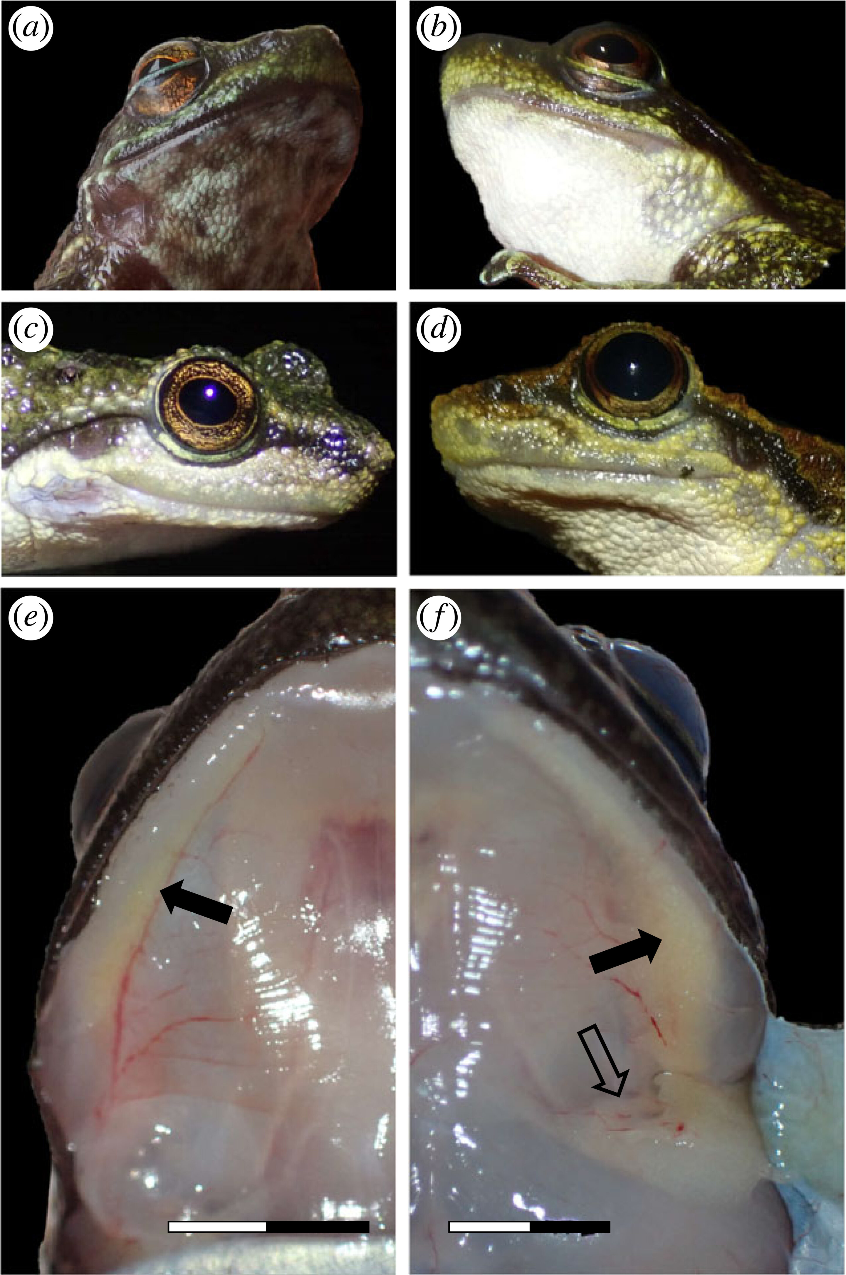 剑齿蛙下颚的腺体状组织可能是用来沟通的