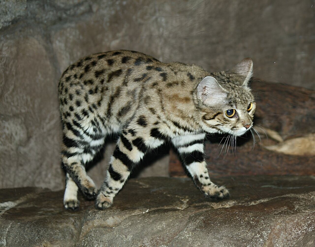 由于栖息地丧失而导致的近亲繁殖使黑足猫濒临灭绝