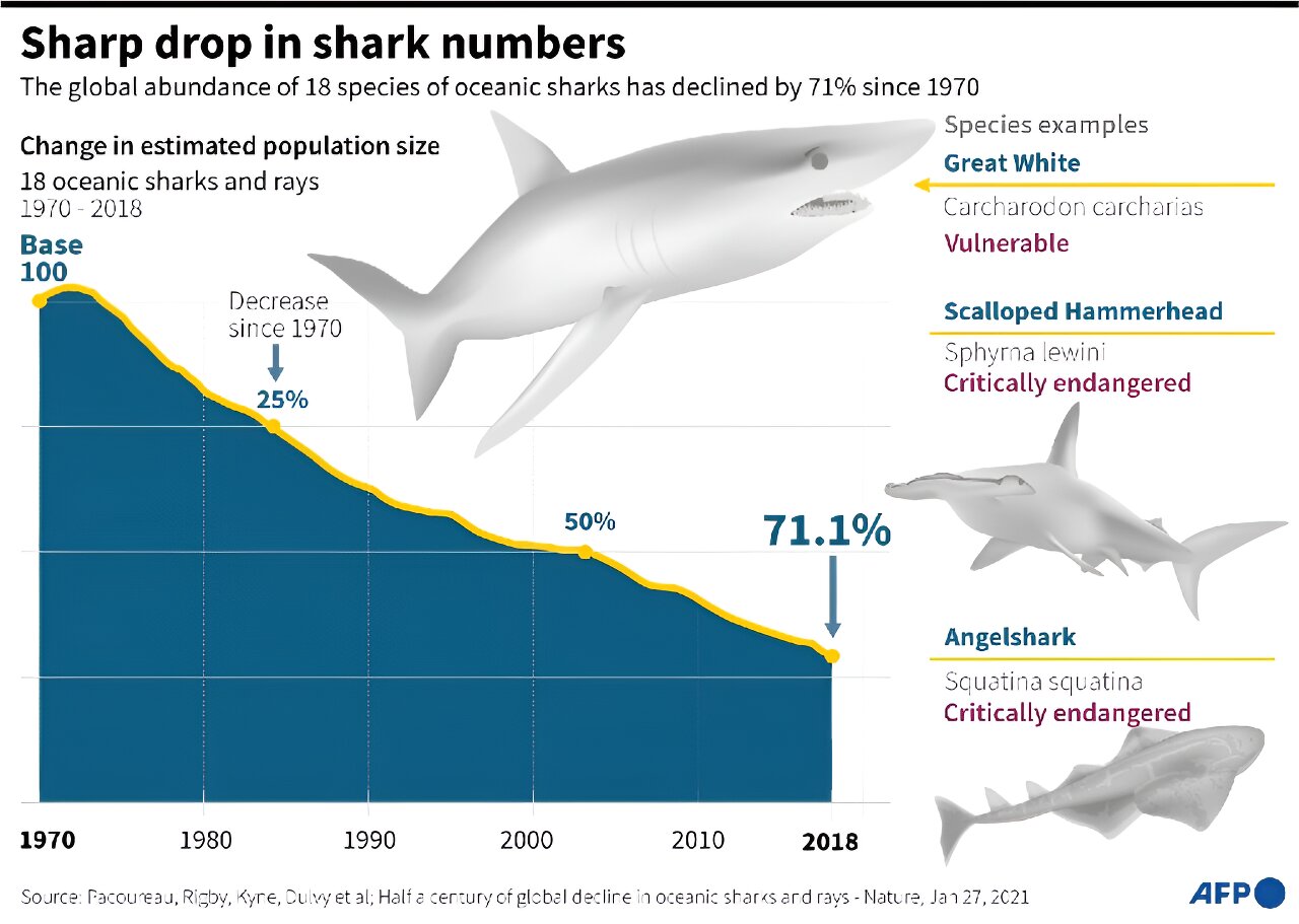 研究显示:尽管有规定,鲨鱼仍以惊人的速度被捕杀
