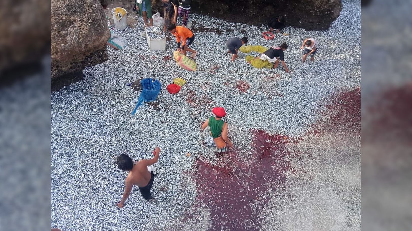 菲律宾棉兰老岛马斯姆海滩沙丁鱼跃出水面的离奇事件是由上升流引起的,而不是地震