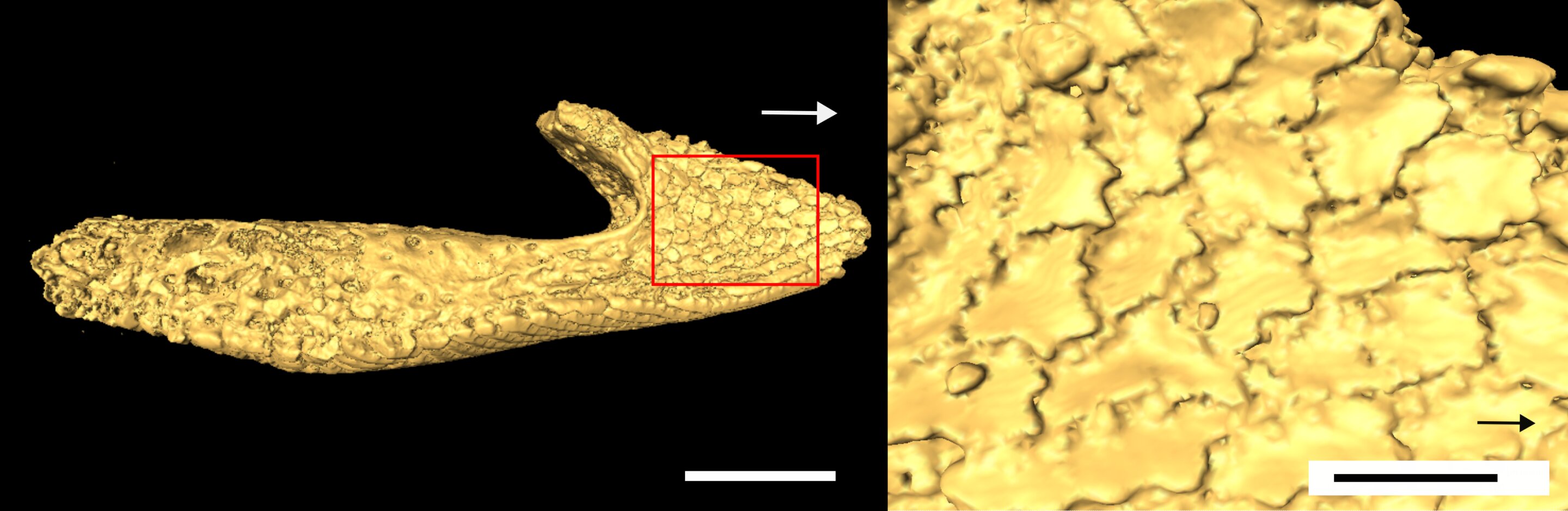 �״β��Թż�׵����Ľ�ʳ��ʽ