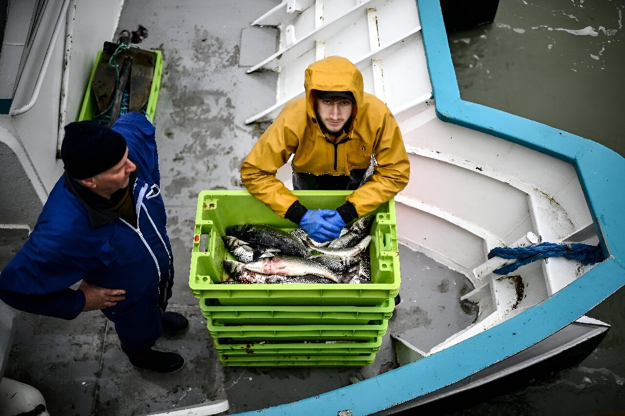 法国下令实施罕见的大西洋捕鱼禁令以保护海豚