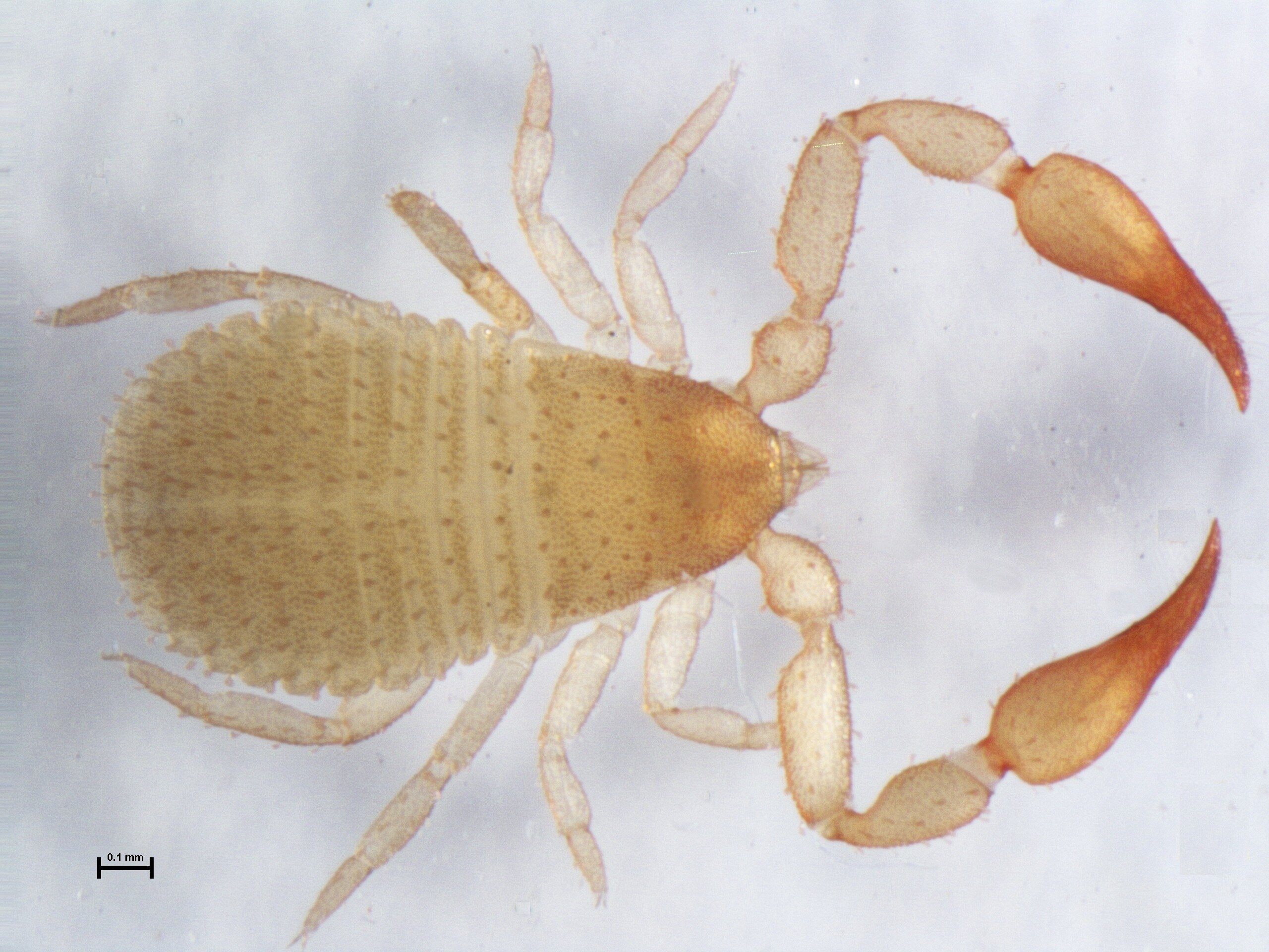 研究人员观察到骑在蝎子身上的微小假蝎子