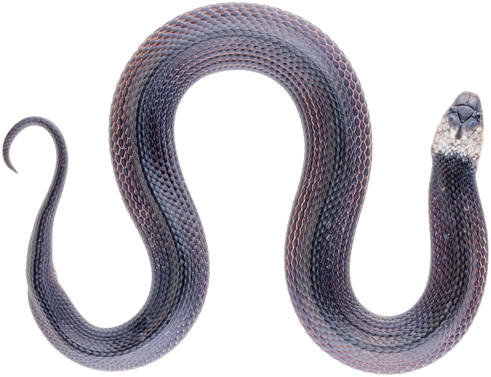 在厄瓜多尔的云雾森林中发现新的咖啡蛇物种