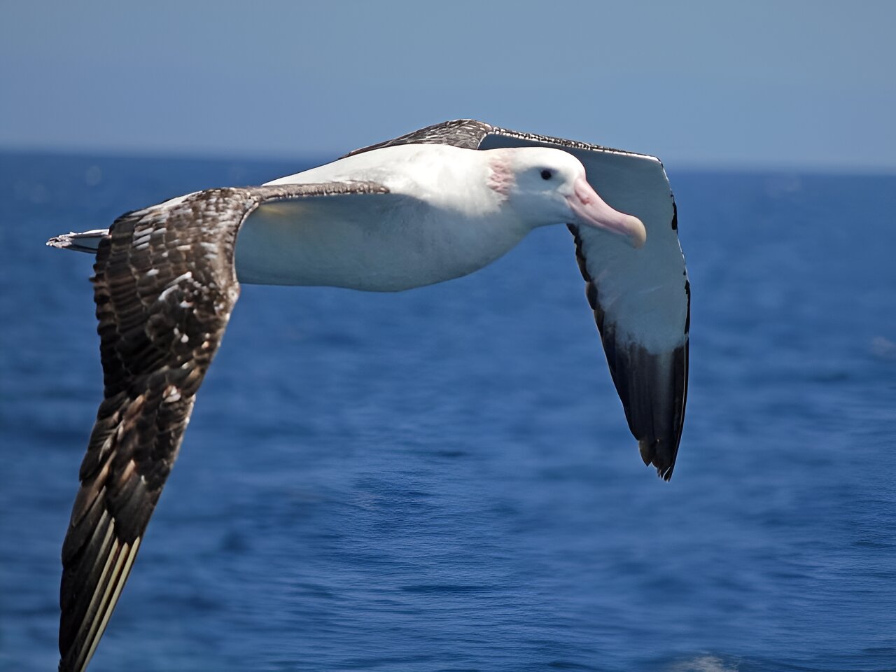 信天翁面临灭绝的威胁,气候变化可能会使筑巢地点面临风险