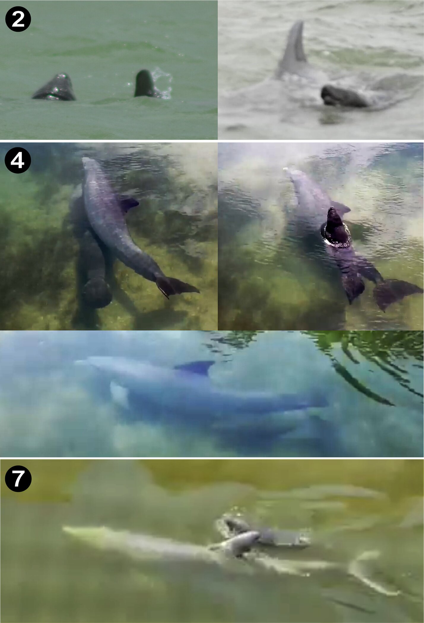 观察到宽吻海豚攻击海牛幼仔