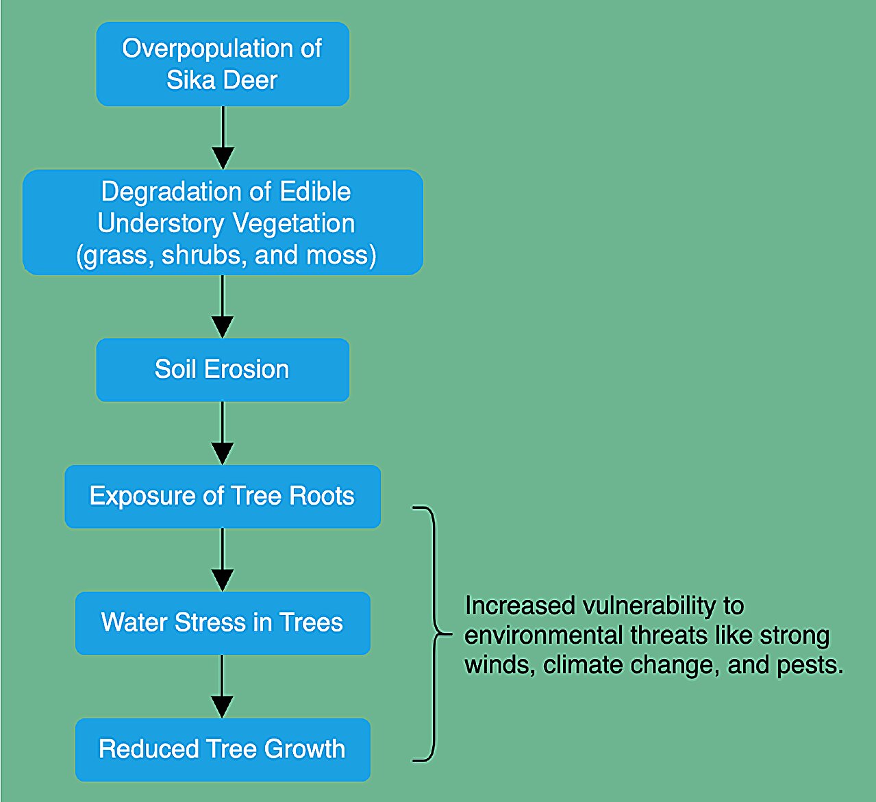 梅花鹿数量过多危及日本九州南部的山毛榉林