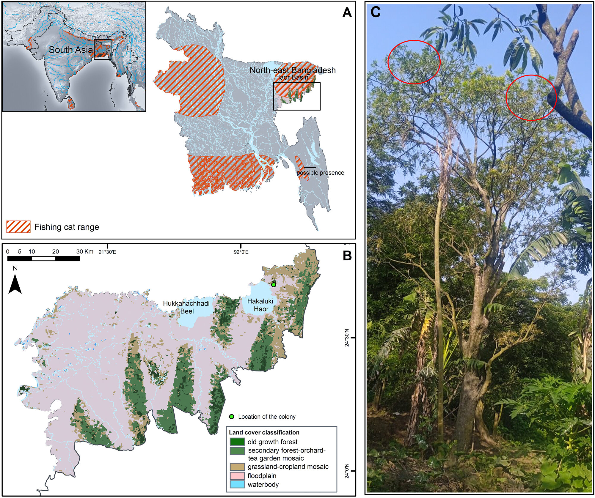 亚洲渔猫在树顶巢穴中偷吃幼鸟