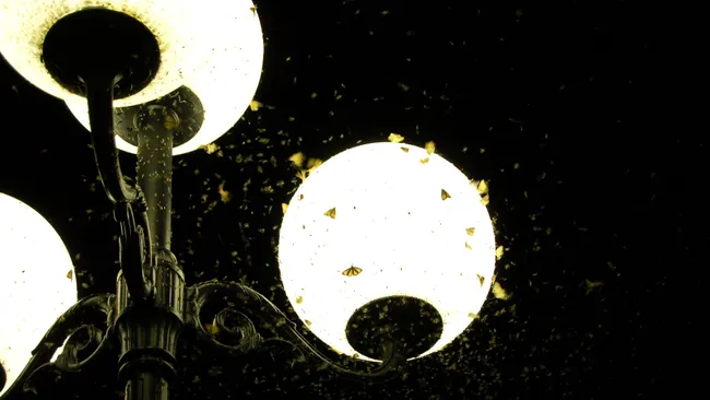 为什么昆虫会被人造光吸引?