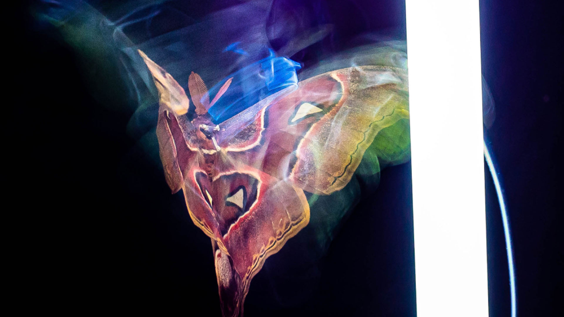 为什么昆虫会被人造光吸引?