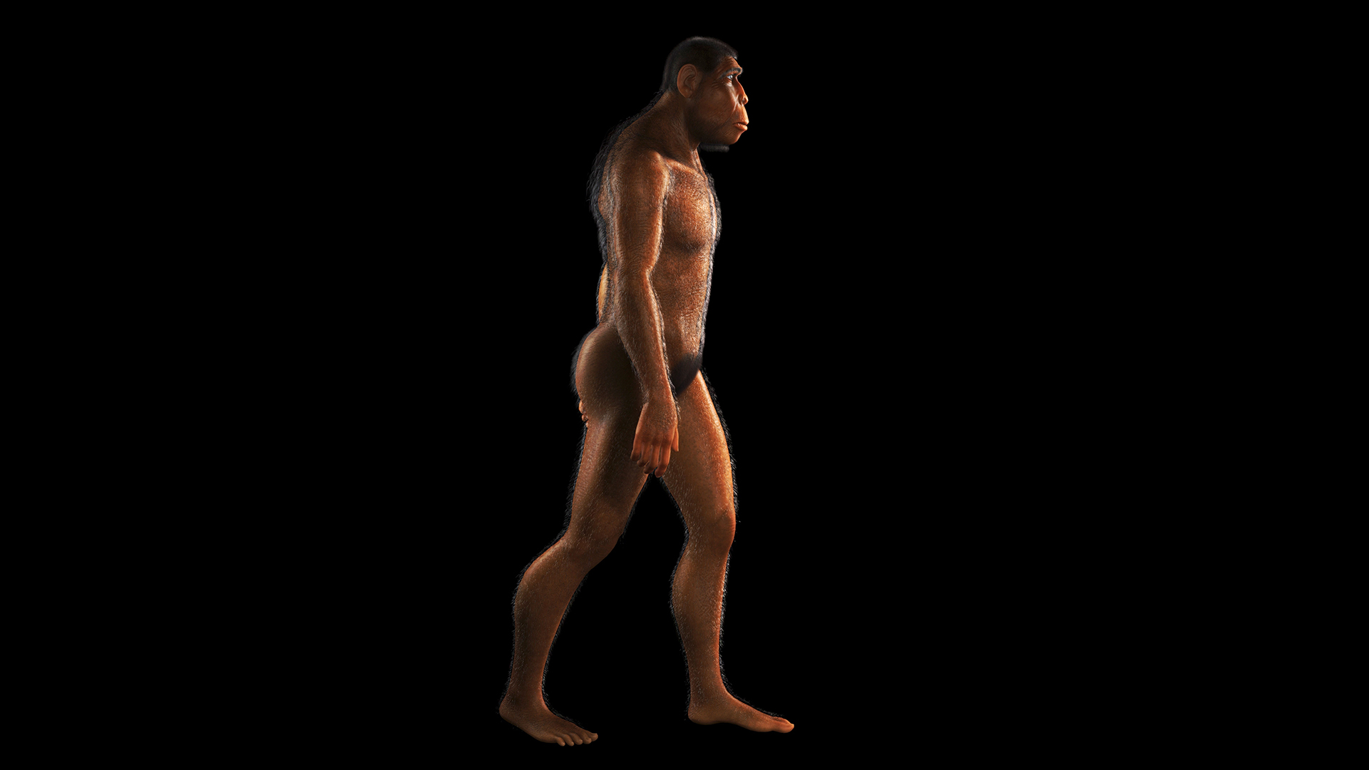 我们混杂的人类家庭:8个人类亲属灭绝了(1个没有灭绝)