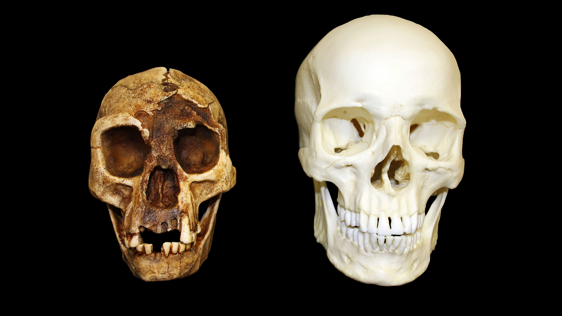 我们混杂的人类家庭:8个人类亲属灭绝了(1个没有灭绝)