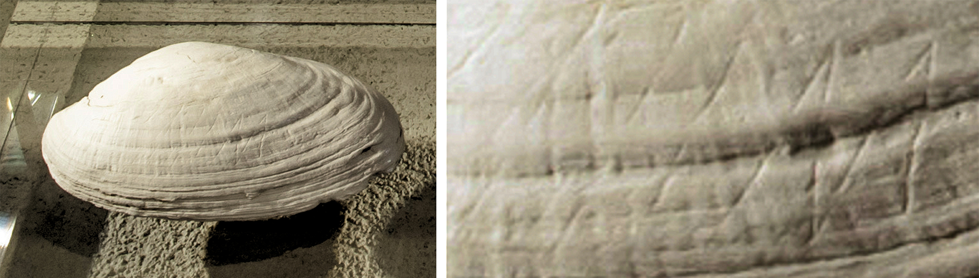 艺术在现代人类之前就存在了吗?新发现引发了重大问题