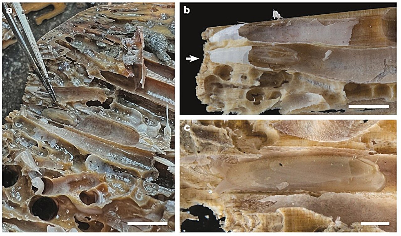 研究人员发现生活在古老海底森林中的贻贝新物种