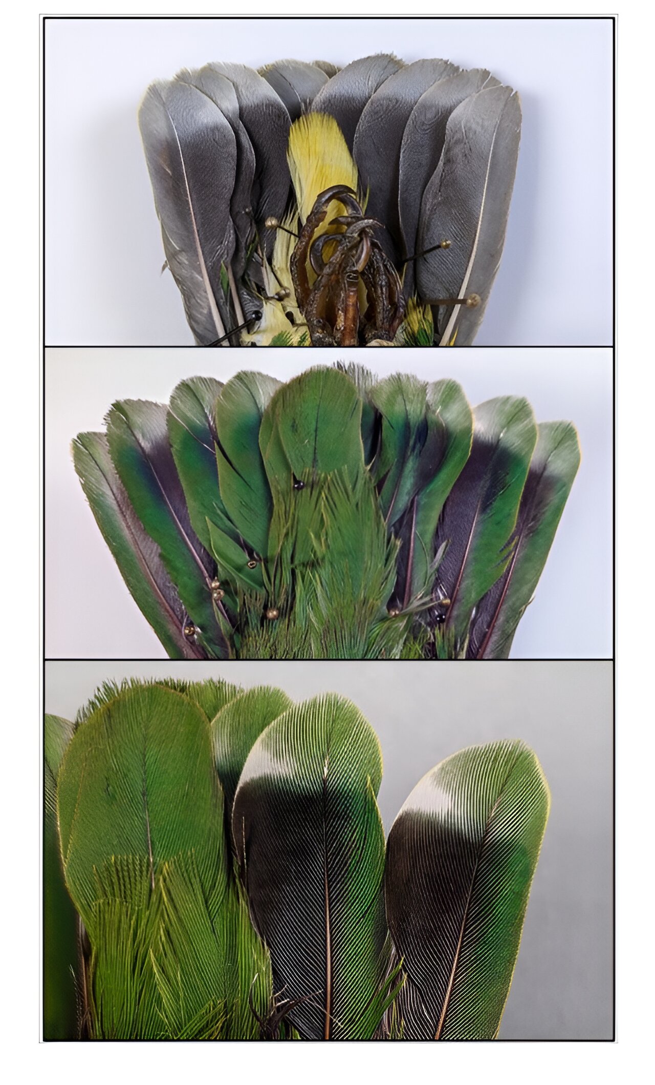 一只菲律宾果鸽揭示了它的秘密