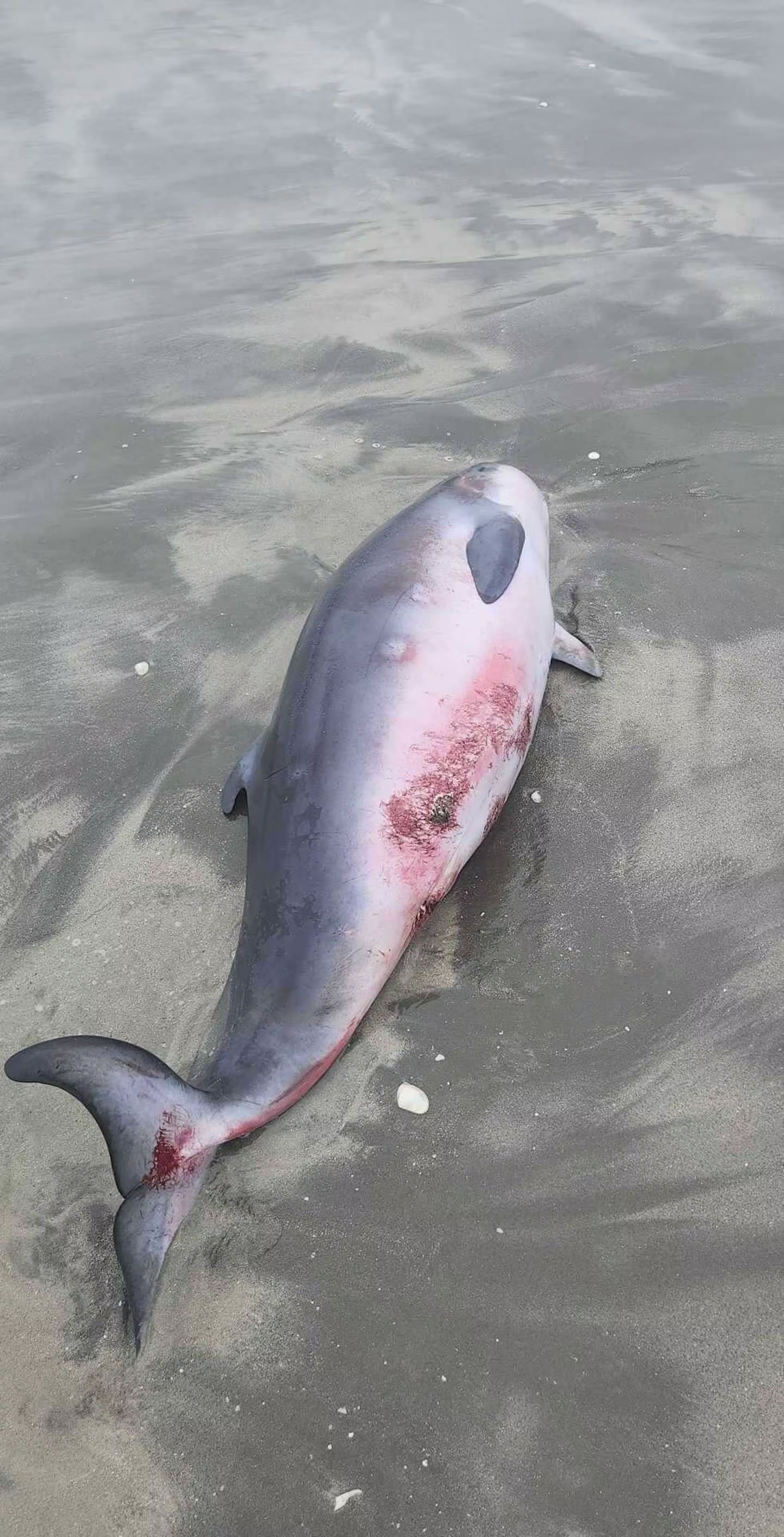 ͼӪȸǳ٪Ĩ㾨ʱ16Ӣ߳ҧͷ