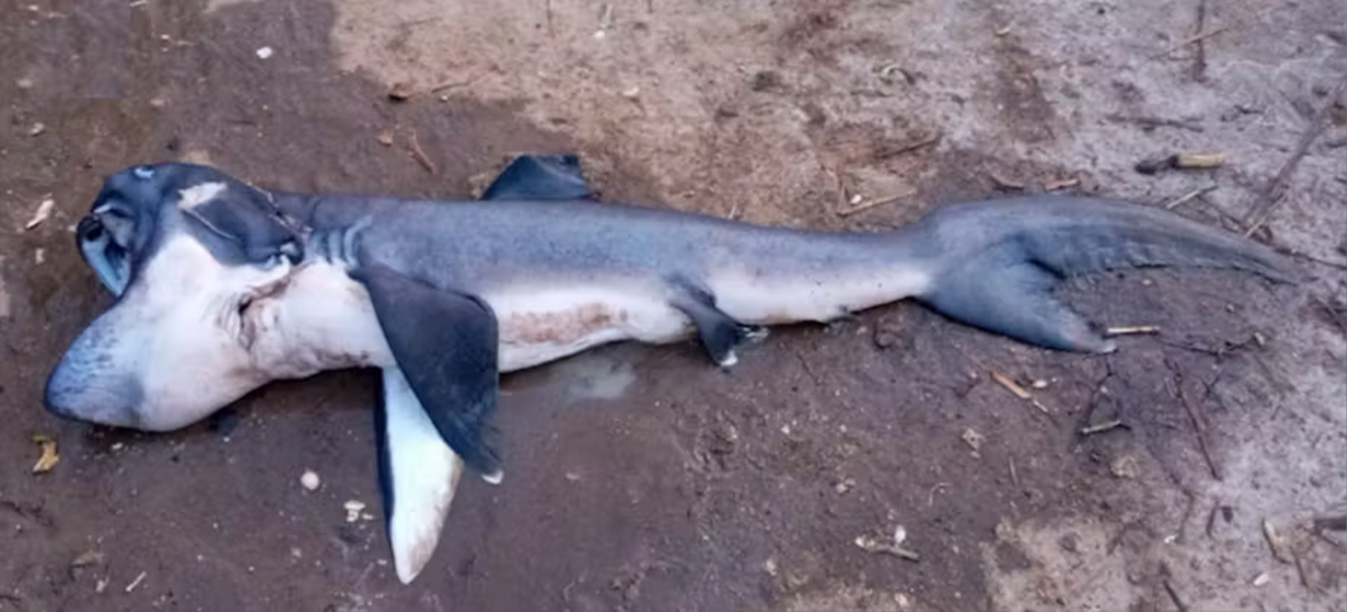 桑给巴尔海域首次捕获难以捉摸的巨口鲨,售价17美元