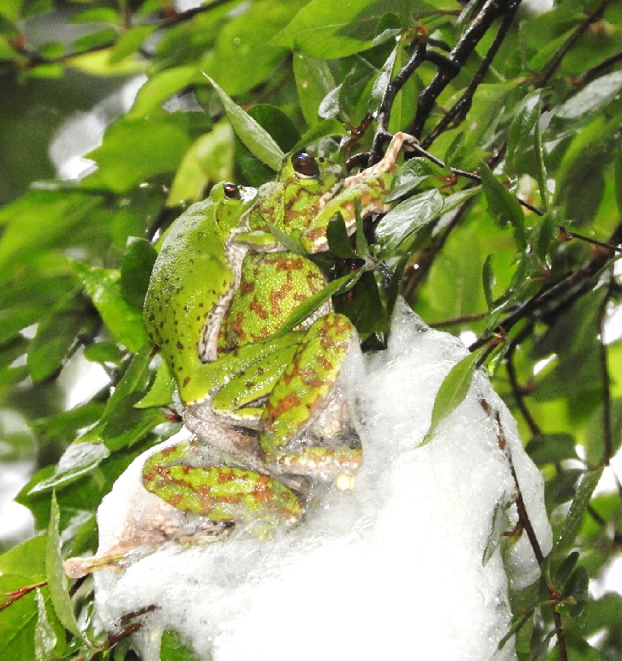 树蛙为什么把卵产在地上?