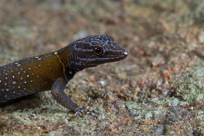 在野外发现梵高:印度科学家发现一种新的壁虎物种Cnemaspis vangoghi