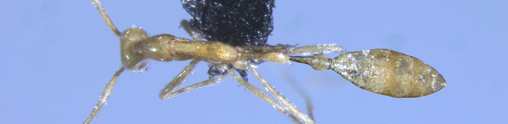 以伏地魔命名的皮尔巴拉洞穴下发现的新蚂蚁