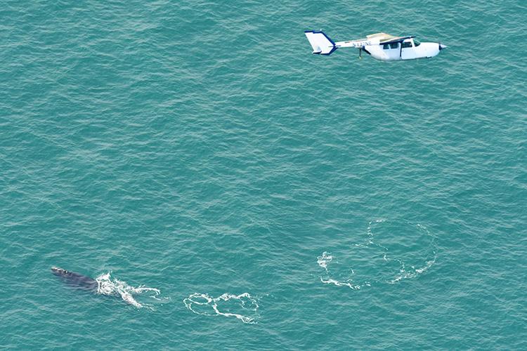 露脊鲸都去哪儿了?研究人员绘制密度图进行预测