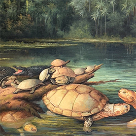 哥伦比亚安第斯山脉发现5700万年前巨龟化石