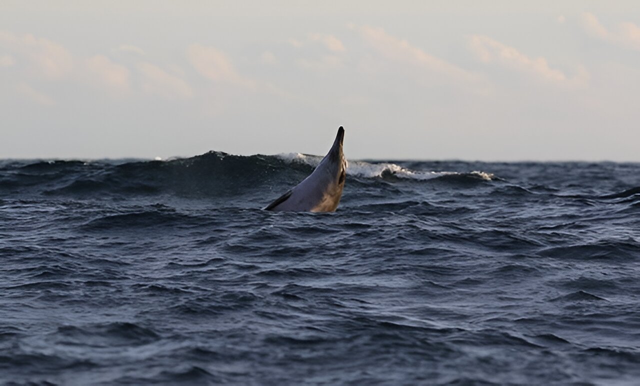 人类活动如何影响世界上最偏远的鲸鱼物种之一喙鲸