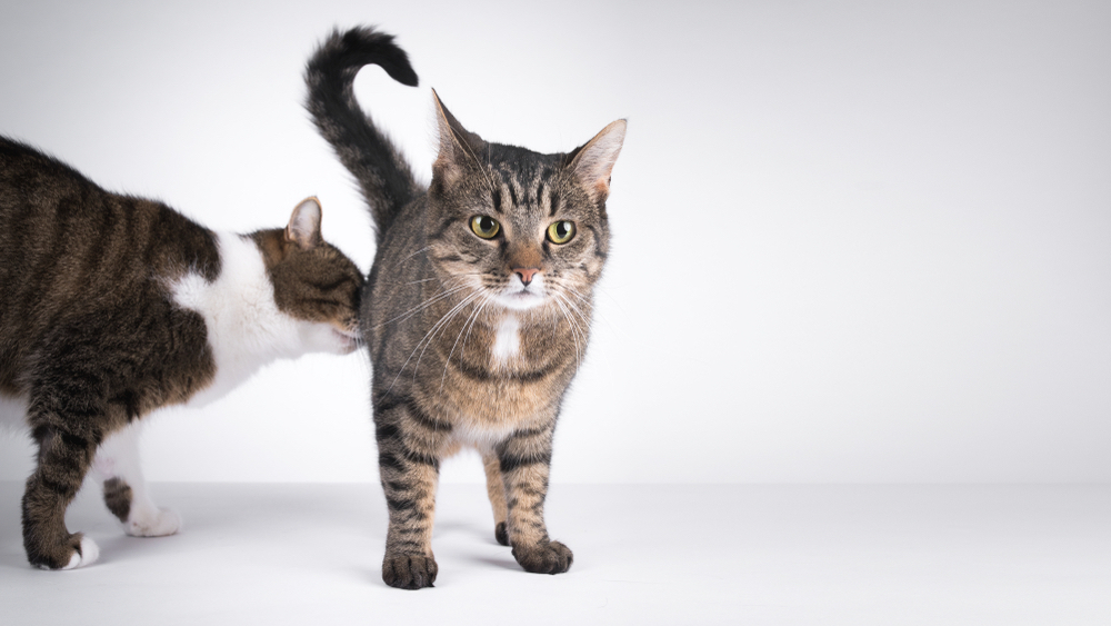 为什么狗会互相嗅屁股?