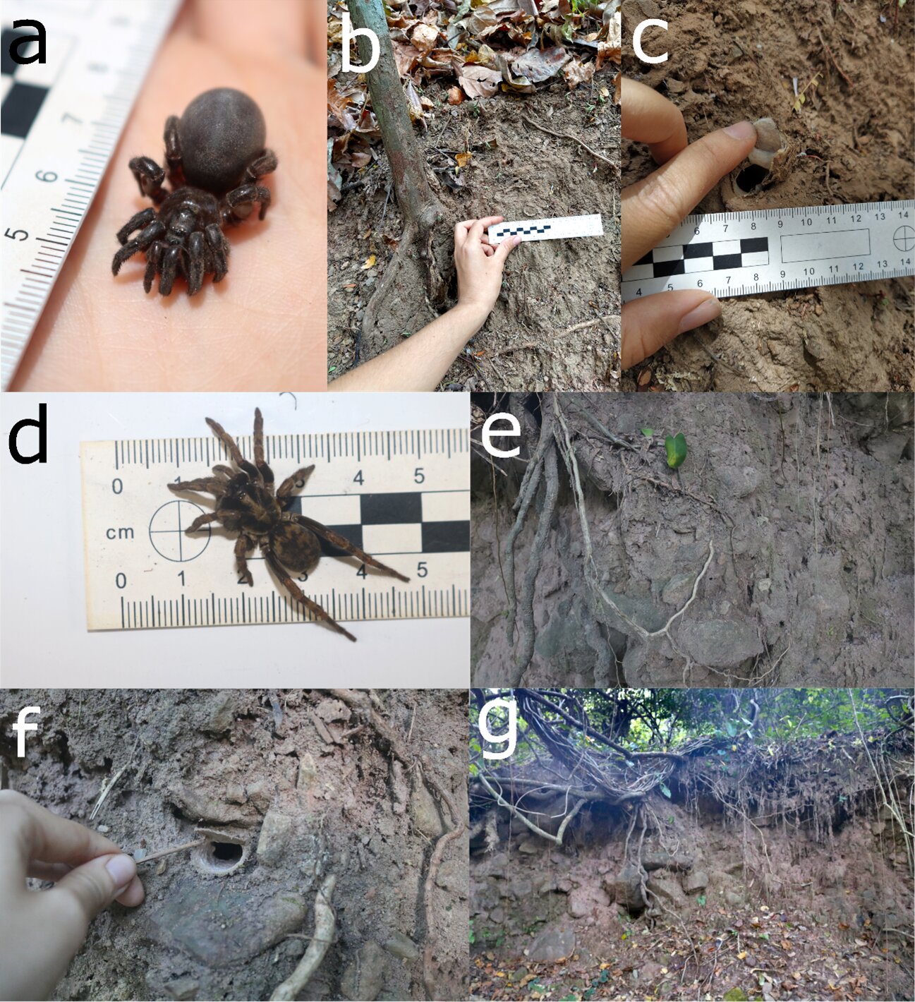 研究表明,卷尾猴在地下用棍子和石头挖食物