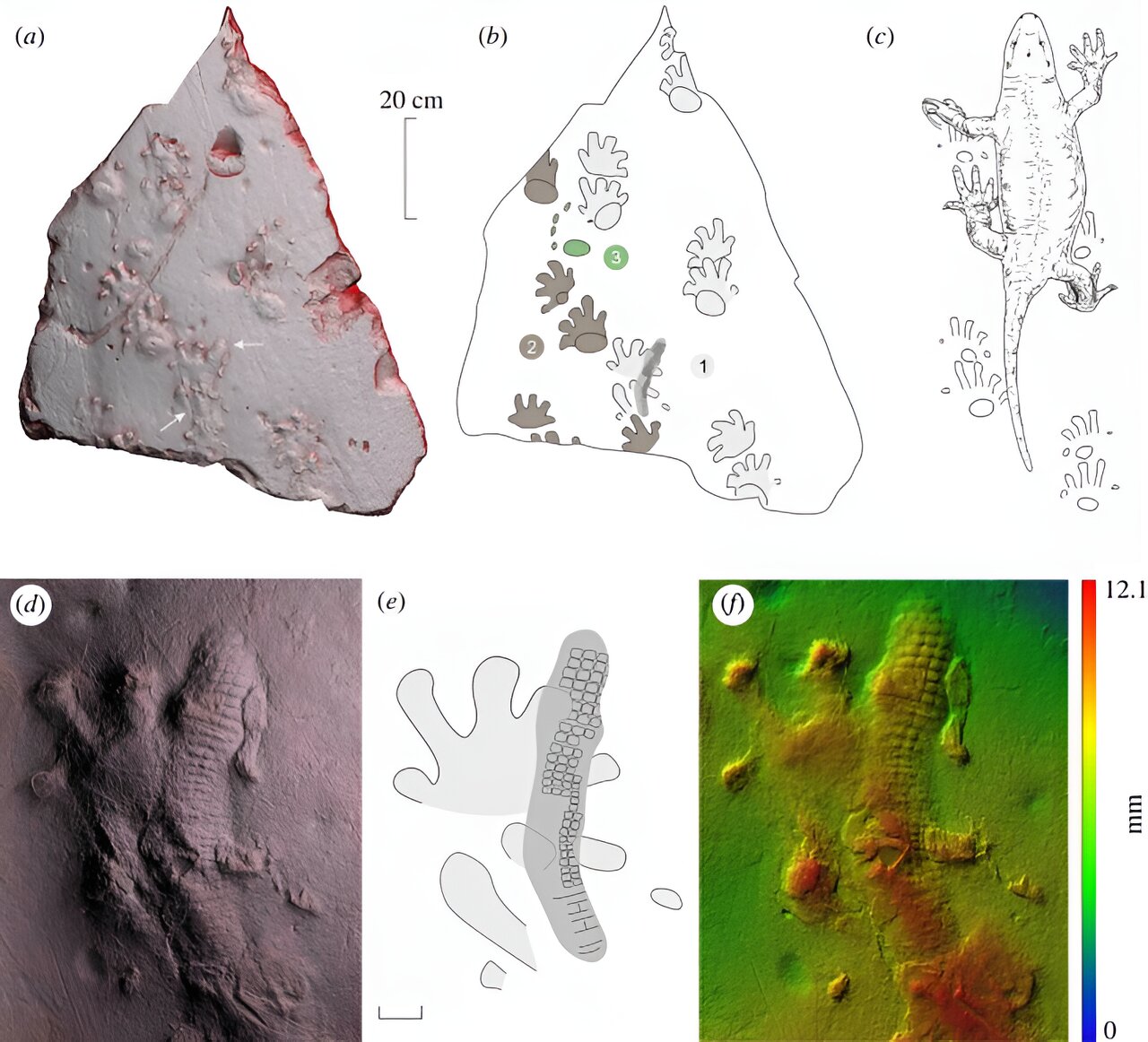 古代岩石印模的发现表明,形成角质皮肤的能力可以追溯到四足动物的早期进化