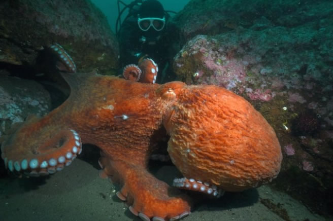 世界上最大的章鱼出现在日本北海道知床半岛罗臼海域
