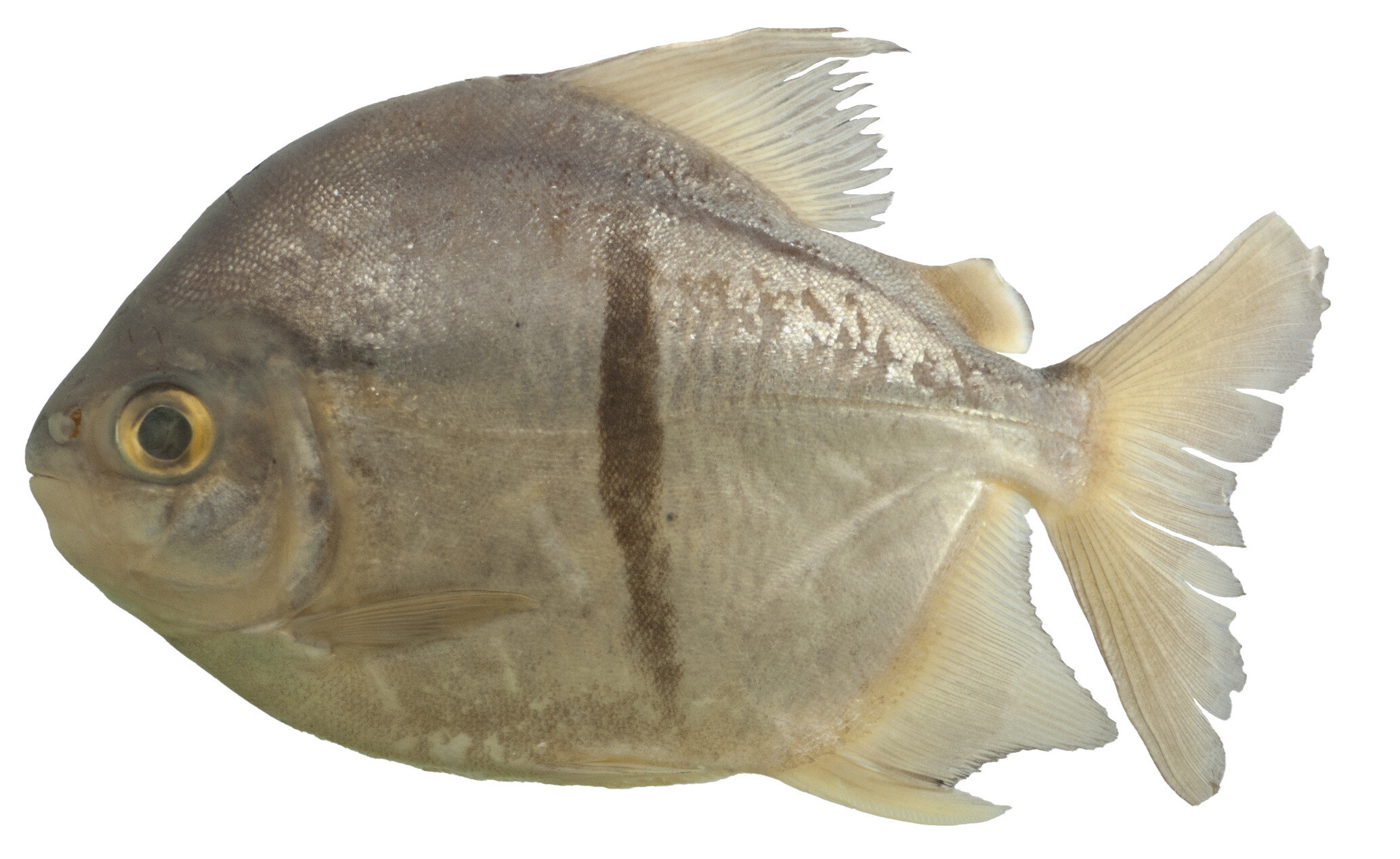 以托尔金反派命名的新型素食食人鱼Myloplus sauron