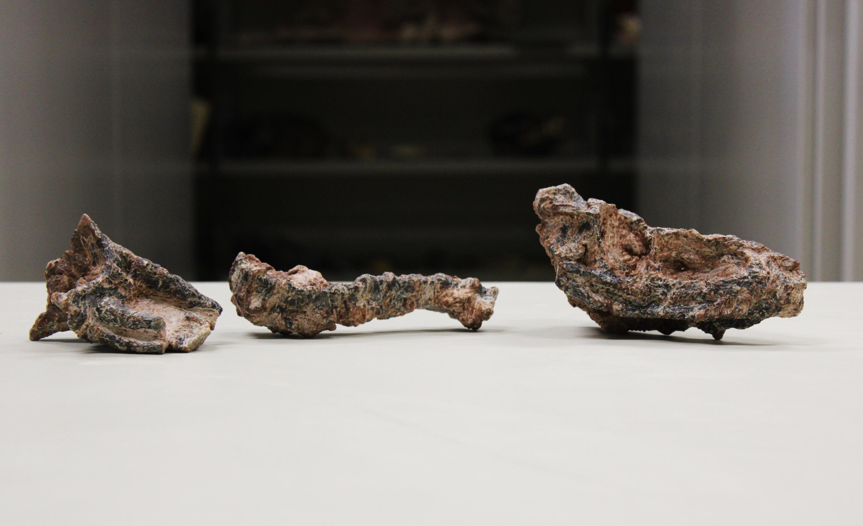 һµʳжParvosuchus aureloi