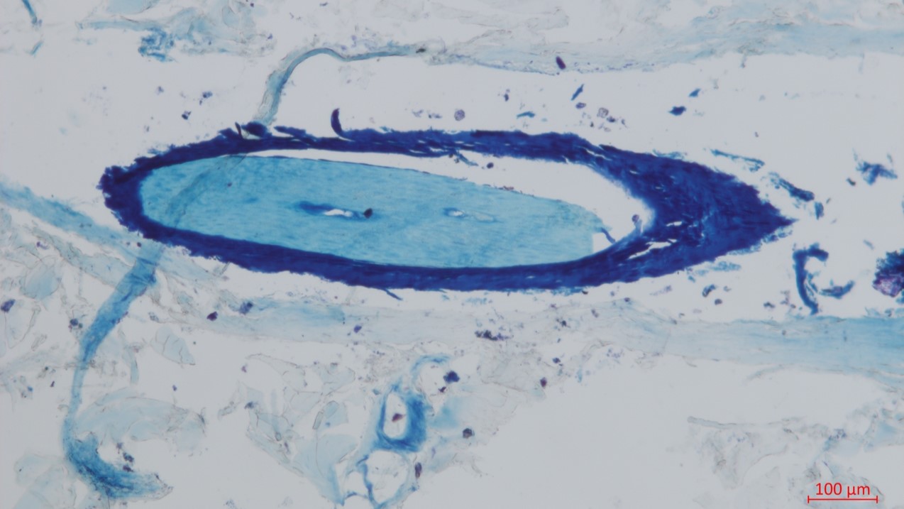 5.2万年前的猛犸象皮碎片首次揭示了其DNA的3D形状