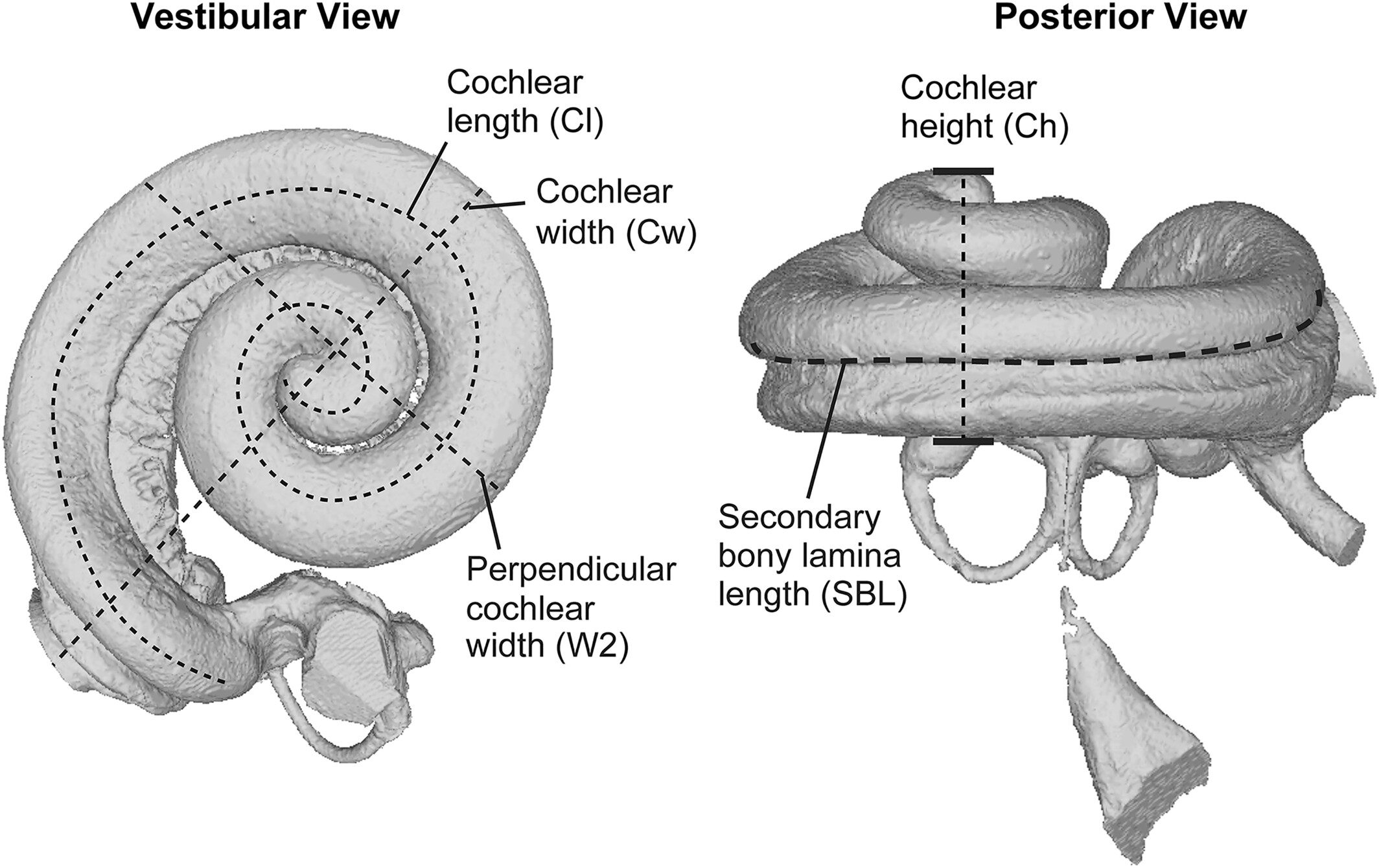 3D模型显示,500万年前海豚已经使用窄带声波进行定向
