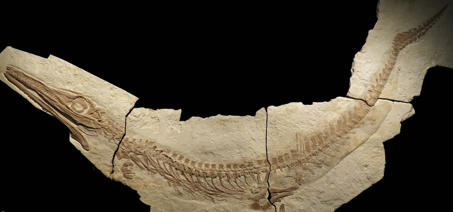 为什么我们没有深海鳄鱼?