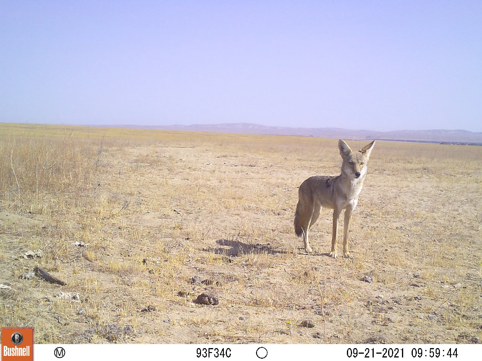 郊狼似乎在压力下茁壮成长