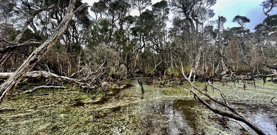 研究揭示了人类用火塑造塔斯马尼亚景观的最早证据